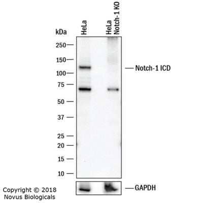 Knockout Validated: Notch-1 Antibody (mN1A) - Azide and BSA Free [NBP2-80884] - Lysates of HeLa human cervical epithelial carcinoma parental cell line and Notch-1 knockout (KO) HeLa cell line. PVDF membrane was probed with 2.0 ug/mL of Mouse Anti-Human Notch-1 Monoclonal Antibody (Catalog # NB100-78486) followed by HRP-conjugated Anti-Mouse IgG Secondary Antibody (Catalog #HAF018). Specific band was detected for Notch-1 at approximately 110 kDa (as indicated) in the parental HeLa cell line, but is not detectable in the knockout HeLa cell line. This experiment was conducted under reducing conditions. Image from the standard format of this antibody.