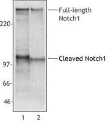 Western Blot: Notch-1 Antibody (mN1A) - Azide and BSA Free [NBP2-80884] - Cell extracts from Jurkat (Lane 1) or mouse thymocytes (Lane 2) were analyzed with monoclonal anti-NOTCH1 antibody. The mN1A antibody recognizes both mouse and human 270 kDa full-length NOTCH1 and 110-120 kDa cleaved NOTCH 1 (NICD). Image from the standard format of this antibody.