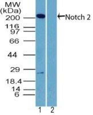 Western Blot: Notch-2 Antibody - Azide and BSA Free [NBP2-77072] -  Analysis of NOTCH2 in human brain lysate in the 1) absence and 2) presence of immunizing peptide using NBP2-27347 at 2 ug/ml. Goat anti-rabbit Ig HRP secondary antibody and PicoTect ECL substrate solution were used for this test.