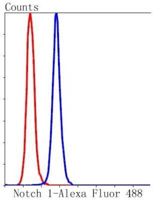 Flow Cytometry: Notch1b Antibody (SJ205) [NBP2-67420] - Analysis of Hela cells with Notch 1 antibody at 1/50 dilution (blue) compared with an unlabelled control (cells without incubation with primary antibody; red). Alexa Fluor 488-conjugated goat anti rabbit IgG was used as the secondary antibody.