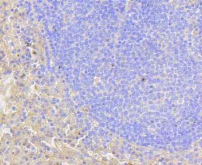 Immunohistochemistry-Paraffin: Notch1b Antibody (SJ205) [NBP2-67420] - Analysis of paraffin-embedded human spleen tissue using anti-Notch 1 antibody. Counter stained with hematoxylin.