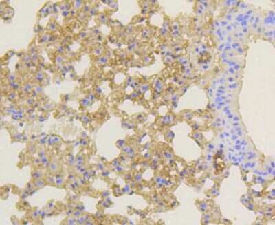 Immunohistochemistry-Paraffin: Notch1b Antibody (SJ205) [NBP2-67420] - Analysis of paraffin-embedded mouse lung tissue using anti-Notch 1 antibody. Counter stained with hematoxylin.
