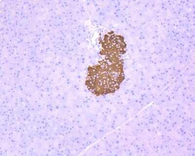 Immunohistochemistry-Paraffin: Notch1b Antibody (SJ205) [NBP2-67420] - Immunohistochemical analysis of paraffin-embedded mouse pancreas tissue using anti-Notch1b antibody. The section was pre-treated using heat mediated antigen retrieval with Tris-EDTA buffer (pH 8.0-8.4) for 20 minutes. The tissues were blocked in 5% BSA for 30 minutes at room temperature, washed with ddH2O and PBS, and then probed with the primary antibody (ET1606-55, 1/50) for 30 minutes at room temperature. The detection was performed using an HRP conjugated compact polymer system. DAB was used as the chromogen. Tissues were counterstained with hematoxylin and mounted with DPX.