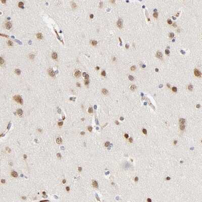 Immunohistochemistry-Paraffin: Nova1 Antibody [NBP1-86517] - Staining of human cerebral cortex shows moderate nuclear positivity in neuronal cells.