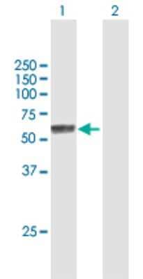 Western Blot: Nova1 Antibody [H00004857-B01P] - Analysis of NOVA1 expression in transfected 293T cell line by NOVA1 polyclonal antibody.  Lane1:NOVA1 transfected lysate(55.77 KDa). Lane2:Non-transfected lysate.