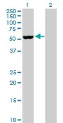Western Blot: Nova1 Antibody [H00004857-D01P] - Analysis of NOVA1 expression in transfected 293T cell line by NOVA1 polyclonal antibody.Lane 1: NOVA1 transfected lysate(51.70 KDa).Lane 2: Non-transfected lysate.