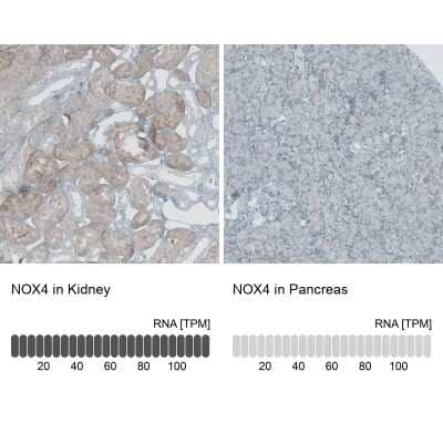 Immunohistochemistry-Paraffin: Nox4 Antibody [NBP2-54670] - Staining in human kidney and pancreas tissues.. Corresponding NOX4 RNA-seq data are presented for the same tissues.