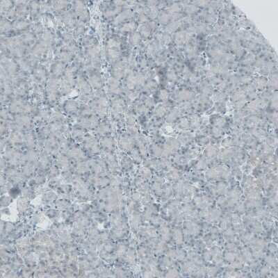 Immunohistochemistry-Paraffin: Nox4 Antibody [NBP2-54670] - Staining of human pancreas shows moderate positivity in exocrine glandular cells.