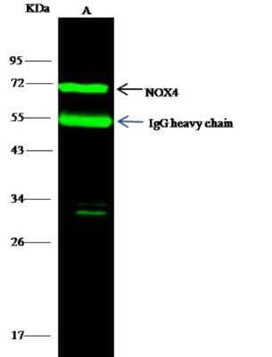 Immunoprecipitation: Nox4 Antibody [NBP2-99108] - Lane A:0.5 mg 293T Whole Cell Lysate 2 uL anti-NOX4 rabbit polyclonal antibody and 15 ul of 50 % Protein G agarose. Primary antibody: Anti-NOX4 rabbit polyclonal antibody,at 1:100 dilution Secondary antibody: Dylight 800-labeled antibody to rabbit IgG (H+L), at 1:5000 dilution Developed using the odssey technique.Performed under reducing conditions. Predicted band size: 64 kDaObserved band size: 71 kDa