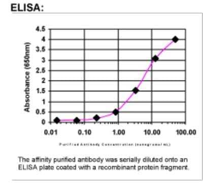 ELISA: Npas4 Antibody [44430002]