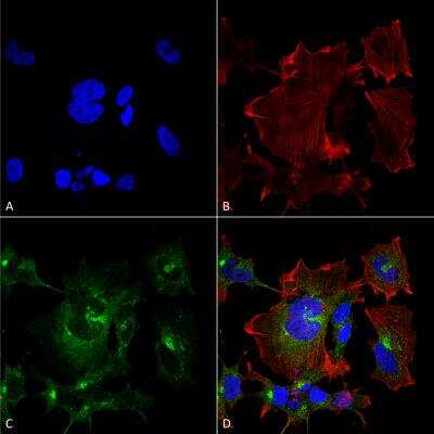 Immunocytochemistry/ Immunofluorescence Npas4 Antibody (S408-79) - BSA Free