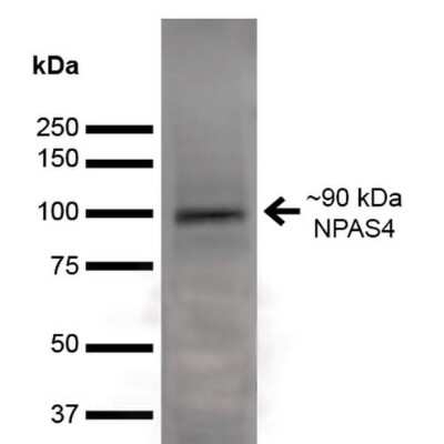 Western Blot Npas4 Antibody (S408-79) - BSA Free