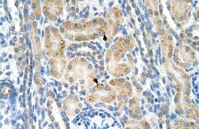 Immunohistochemistry-Paraffin: NrCAM Antibody [NBP1-59501] - Human kidney Tissue, antibody concentration 4-8ug/ml. Cells with positive label: renal corpuscle cells (indicated with arrows) 400X magnification.