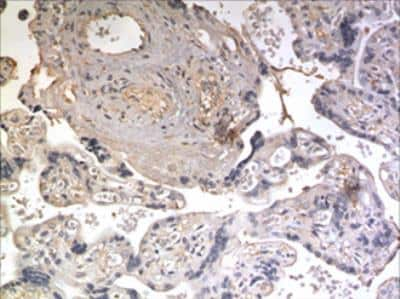 Immunohistochemistry-Paraffin: NrCAM Antibody (MM0495-8E25) [NBP2-11826] - 10% Buffer formalin fixed and parffine embedded human placetal tissue section (4um) is subjected IHC staining using NBP2-11826. Tissue section was pretreated in citric buffer (pH 6.0) with microwave for antige retrieval before IHC is applied.  