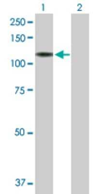 Western Blot: NrCAM Antibody [H00004897-D01P] - Analysis of NRCAM expression in transfected 293T cell line by NRCAM polyclonal antibody.Lane 1: NRCAM transfected lysate(85.30 KDa).Lane 2: Non-transfected lysate.
