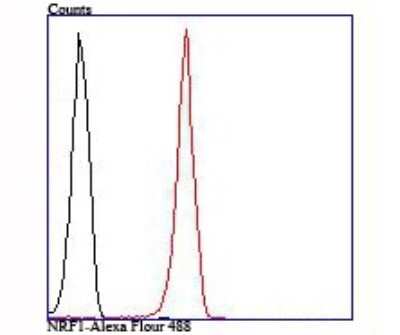 Flow Cytometry: Nrf1 Antibody (JM89-63) [NBP2-75597] - Analysis of 293T cells with NRF1 antibody at 1/100 dilution (red) compared with an unlabelled control (cells without incubation with primary antibody; black).