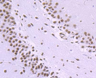 Immunohistochemistry-Paraffin: Nrf1 Antibody (JM89-63) [NBP2-75597] - Analysis of paraffin-embedded rat brain tissue using anti-NRF1 antibody. Counter stained with hematoxylin.