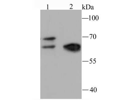 Western Blot: Nrf1 Antibody (JM89-63) [NBP2-75597] - Analysis of NRF1 on Hela cell (1) and mouse heart tissue (2) lysate using anti-NRF1 antibody at 1/500 dilution.