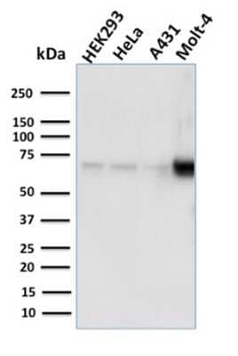 Western Blot: Nrf1 Antibody (NRF1/2609) - Azide and BSA Free [NBP3-08773] - Western Blot Analysis of human HEK293, HeLa, A431, MOLT4 cell lysates using Nrf1 Mouse Monoclonal Antibody (NRF1/2609).