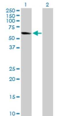 Western Blot: Nrf1 Antibody [H00004899-D01P] - Analysis of NRF1 expression in transfected 293T cell line by NRF1 polyclonal antibody.Lane 1: NRF1 transfected lysate(55.70 KDa).Lane 2: Non-transfected lysate.