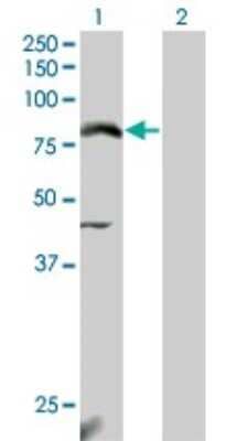 Western Blot: Nrf2 Antibody (3G7) [H00004780-M04] - Analysis of NFE2L2 expression in transfected 293T cell line by NFE2L2 monoclonal antibody (M04), clone 3G7. Lane 1: NFE2L2 transfected lysatE (67.8 KDa). Lane 2: Non-transfected lysate.