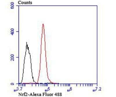 Flow Cytometry: Nrf2 Antibody [NBP3-09069] - Flow cytometric analysis of Nrf2 was done on HepG2 cells. The cells were fixed, permeabilized and stained with the primary antibody (1/100) (red). After incubation of the primary antibody at room temperature for an hour, the cells were stained with a Alexa Fluor 488-conjugated goat anti-rabbit IgG Secondary antibody at 1/500 dilution for 30 minutes.Unlabelled sample was used as a control (cells without incubation with primary antibody; black).
