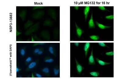 <b>Independent Antibodies Validation. </b>Immunocytochemistry/Immunofluorescence: Nrf2 Antibody (HL1021) [NBP3-13682] - Nrf2 antibody [HL1021] detects Nrf2 protein at nucleus by immunofluorescent analysis. Sample: Mock and treated HeLa cells were fixed in 4% paraformaldehyde at RT for 15 min. Green: Nrf2 stained by Nrf2 antibody [HL1021] (NBP3-13682) diluted at 1:500. Blue: Fluoroshield with DAPI.