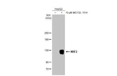 <b>Biological Strategies Validation. </b>Western Blot: Nrf2 Antibody (HL1021) [NBP3-13682] - Untreated (-) and treated (+) HepG2 whole cell extracts (30 ug) were separated by 5% SDS-PAGE, and the membrane was blotted with Nrf2 antibody [HL1021] (NBP3-13682) diluted at 1:1000. The HRP-conjugated anti-FALSE was used to detect the primary antibody.