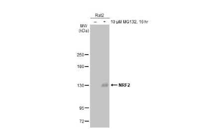 Western Blot: Nrf2 Antibody (HL1021) [NBP3-13682] - Untreated (-) and treated (+) Rat2 whole cell extracts (30 ug) were separated by 5% SDS-PAGE, and the membrane was blotted with Nrf2 antibody [HL1021] (NBP3-13682) diluted at 1:1000. The HRP-conjugated anti-rabbit IgG antibody (NBP2-19301) was used to detect the primary antibody.