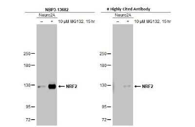 Western Blot: Nrf2 Antibody (HL1021) [NBP3-13682] - Untreated (-) and treated (+) Neuro2A whole cell extracts (30 ug) were separated by 5% SDS-PAGE, and the membranes were blotted with Nrf2 antibody [HL1021] (NBP3-13682) diluted at 1:1000 and competitor's antibody (# Highly Cited Antibody) diluted at 1:1000. The HRP-conjugated anti-rabbit IgG antibody (NBP2-19301) was used to detect the primary antibody, and the signal was developed with Trident ECL plus-Enhanced.