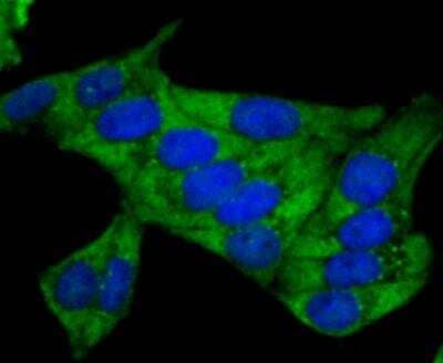 Immunocytochemistry/Immunofluorescence: Nrf2 Antibody [NBP3-09069] - ICC staining of Nrf2 in Hela cells (green). Formalin fixed cells were permeabilized with 0.1% Triton X-100 in TBS for 10 minutes at room temperature and blocked with 1% Blocker BSA for 15 minutes at room temperature. Cells were probed with the primary antibody (ER1706-41, 1/500) for 1 hour at room temperature, washed with PBS. Alexa Fluor (TM) 488 Goat anti-Rabbit IgG was used as the secondary antibody at 1/100 dilution. The nuclear counter stain is DAPI (blue).