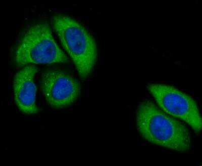Immunocytochemistry/Immunofluorescence: Nrf2 Antibody [NBP3-09069] - ICC staining of Nrf2 in HepG2 cells (green). Formalin fixed cells were permeabilized with 0.1% Triton X-100 in TBS for 10 minutes at room temperature and blocked with 1% Blocker BSA for 15 minutes at room temperature. Cells were probed with the primary antibody (ER1706-41, 1/500) for 1 hour at room temperature, washed with PBS. Alexa Fluor (TM) 488 Goat anti-Rabbit IgG was used as the secondary antibody at 1/100 dilution. The nuclear counter stain is DAPI (blue).