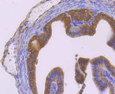 Immunohistochemistry-Paraffin: Nrf2 Antibody [NBP3-09069] - Immunohistochemical analysis of paraffin-embedded mouse fallopian tubes tissue using anti-Nrf2 antibody. The section was pre-treated using heat mediated antigen retrieval with Tris-EDTA buffer (pH 8.0-8.4) for 20 minutes.The tissues were blocked in 5% BSA for 30 minutes at room temperature, washed with ddH2O and PBS, and then probed with the primary antibody (1/200) for 30 minutes at room temperature. The detection was performed using an HRP conjugated compact polymer system. DAB was used as the chromogen. Tissues were counterstained with hematoxylin and mounted with DPX.