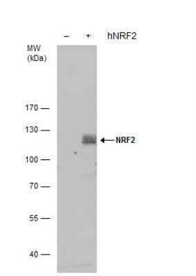 Western Blot Nrf2 Antibody - BSA Free