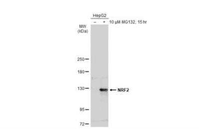 Western Blot Nrf2 Antibody - BSA Free