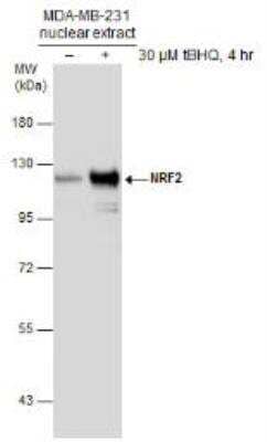 Western Blot Nrf2 Antibody - BSA Free
