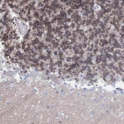 Immunohistochemistry-Paraffin Nrip2 Antibody - BSA Free