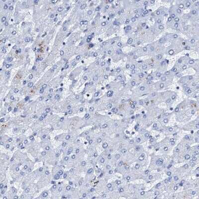 Immunohistochemistry-Paraffin Nrip2 Antibody - BSA Free
