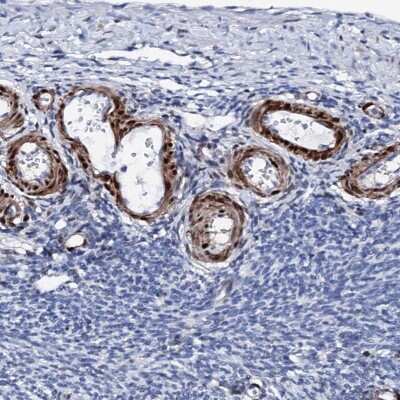 Immunohistochemistry-Paraffin Nrip2 Antibody - BSA Free