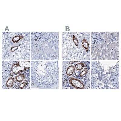 Immunohistochemistry-Paraffin Nrip2 Antibody - BSA Free