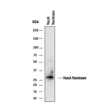 Western blot shows recombinant NucA nuclease protein. PVDF membrane was probed with 2 µg/mL of Rabbit Anti-NucA nuclease Monoclonal Antibody (Catalog # MAB100631) followed by HRP-conjugated Anti-Rabbit IgG Secondary Antibody (HAF008). A specific band was detected for NucA nuclease at approximately 26 kDa (as indicated). This experiment was conducted under reducing conditions and using Immunoblot Buffer Group 1.