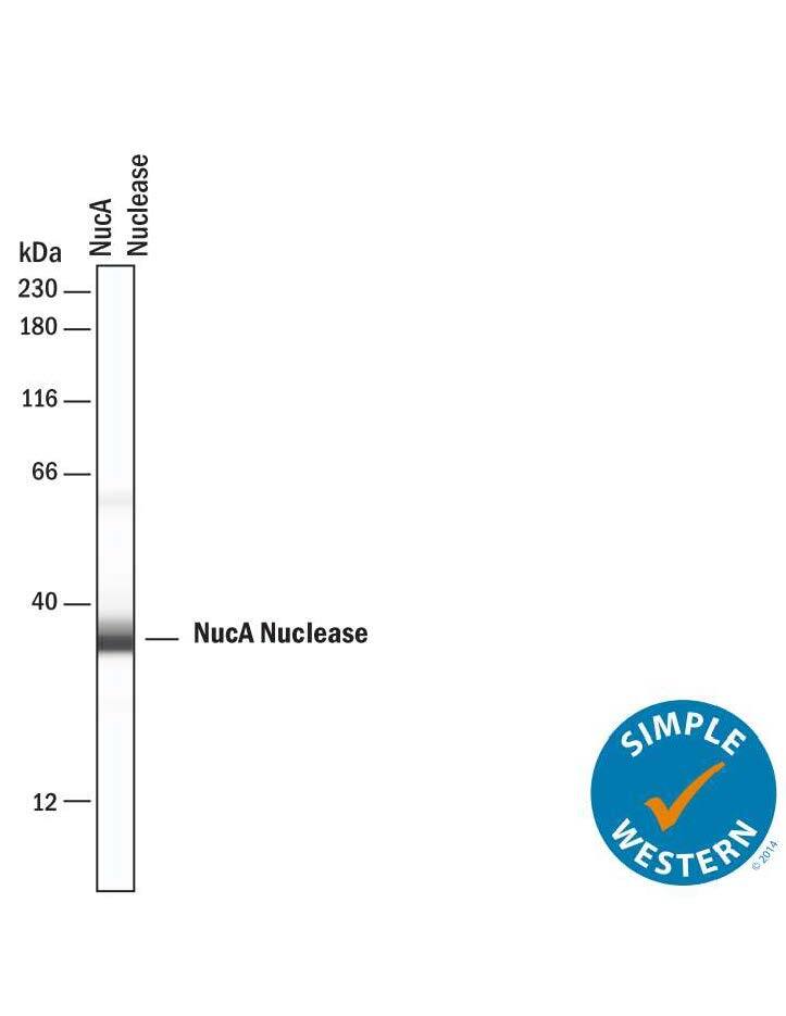 Simple Western lane view shows recombinant NucA nuclease protein, loaded at 0.2 mg/mL. A specific band was detected for NucA nuclease at approximately 35 kDa (as indicated) using 10 µg/mL of Rabbit Anti-NucA nuclease Monoclonal Antibody (Catalog # MAB100632). This experiment was conducted under reducing conditions and using the 12-230 kDa separation system.