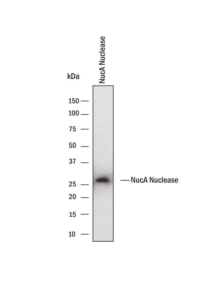 Western blot shows recombinant NucA nuclease protein. PVDF membrane was probed with 2 µg/mL of Rabbit Anti- NucA nuclease Monoclonal Antibody (Catalog # MAB100632) followed by HRP-conjugated Anti-Rabbit IgG Secondary Antibody (HAF008). A specific band was detected for NucA nuclease at approximately 26 kDa (as indicated). This experiment was conducted under reducing conditions and using Immunoblot Buffer Group 1.