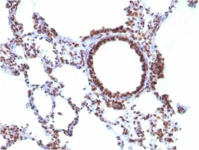 Immunohistochemistry-Paraffin: Nuclear Antigen Antibody (NM106) - IHC-Prediluted [NBP2-48213] - Formalin-fixed, paraffin-embedded Rat Lung stained with Pan Nuclear Antigen Antibody.