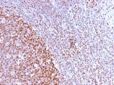 Immunohistochemistry-Paraffin: Nuclear Antigen Antibody (NM2984R) - Azide and BSA Free [NBP3-08513] - Formalin-fixed, paraffin-embedded human Tonsil stained with Nuclear Antigen Monoclonal Antibody (NM2984R).