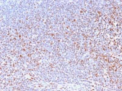 Immunohistochemistry-Paraffin: Nuclear Antigen Antibody (NM2984R) - Azide and BSA Free [NBP3-08513] - Formalin-fixed, paraffin-embedded human Tonsil stained with Nuclear Antigen Monoclonal Antibody (NM2984R).