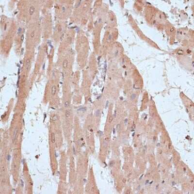 Immunohistochemistry-Paraffin: Nuclear Factor Erythroid 2 Related Factor 1 Antibody [NBP2-93792] - Paraffin-embedded rat heart using Nuclear Factor Erythroid 2 Related Factor 1 .