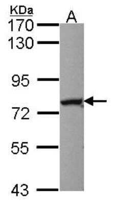 Western Blot: Nuclear Factor Erythroid 2 Related Factor 1 Antibody [NBP2-15045] - Sample (30 ug of whole cell lysate) A: HCT116 7. 5% SDS PAGE; antibody diluted at 1:1000.