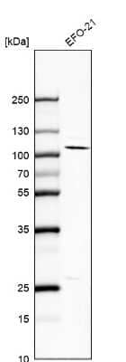 Western Blot: Nuclear Factor Erythroid 2 Related Factor 1 Antibody [NBP2-55915] - Analysis in human cell line EFO-21.