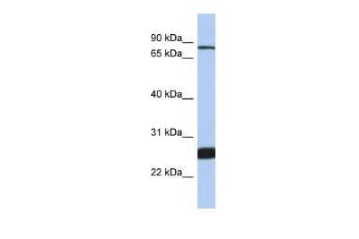 Western Blot Nuclear Factor Erythroid 2 Related Factor 1 Antibody